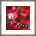 Warmth Of Flowering Quince Framed Print