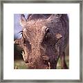 Warthog Close Up Framed Print