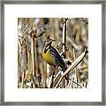 Watching From A Cornfield Framed Print