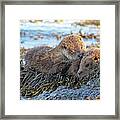 Watching The Tide Come In Framed Print