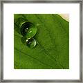 Water Balls On Green Leaf Framed Print