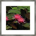 Water Lilies 7 Framed Print