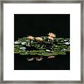Water Lilies 8 Framed Print