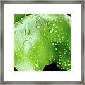 Water Lilies After The Rain Framed Print