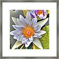 Water Lilies Framed Print