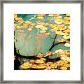 Water Lilies Framed Print