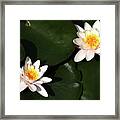 Water Lilly's Framed Print
