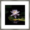 Water Lily In Color Framed Print