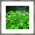 Water Lily Pond Framed Print