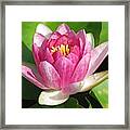 Water Lily Framed Print