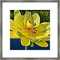 Water Lotus Framed Print