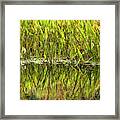 Water Plant Reflections Framed Print