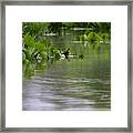 Water Plants Framed Print