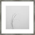 Water Reed In Black And White Framed Print