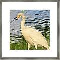 Water Reflection Of A Snowy Egret Framed Print