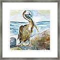 Watercolor Pelican Framed Print