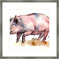 Watercolor Single Wild Boar Pig Animal Isolated On A White Backg Framed Print