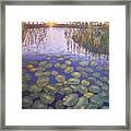 Waterlilies South Africa Framed Print