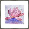 Waterlily Calm Framed Print