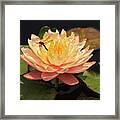 Waterlily Framed Print