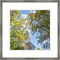 Waterlow Park Trees Fall 2 Framed Print