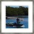 Waterman And White Pelicans At The Cortez Dock Framed Print