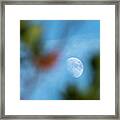 Waxing Gibous Moon Between Trees Blue Sky Costa Ballena Cadiz Framed Print