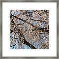 Weeping Cherry In Spring Framed Print
