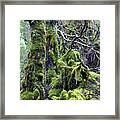 Weindorfer's Forest, Cradle Mountain,tasmania, Australia Framed Print