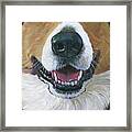 Welsh Corgi Mask Framed Print