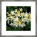 Western Azalea Flower Cluster Framed Print