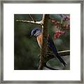 Western Bluebird Framed Print