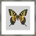 Western Tiger Swallowtail Framed Print