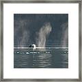 Whale Tail In The Sun Framed Print
