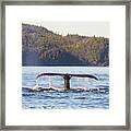 Whale Tale 2 Framed Print