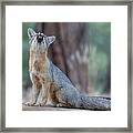 What Does The Fox Say? Framed Print