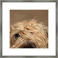 Wheaten Face Mask 1 Framed Print