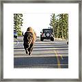 Where The Buffalo Roam - Bison, Yellowstone National Park, Wyoming Framed Print