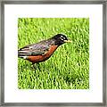 Where's The Round Robin Tournament Framed Print