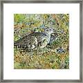 Whimbrel With Chicks Framed Print