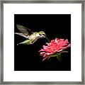 Whispering Hummingbird Square Framed Print
