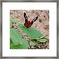 Whispering Of Butterfly Wings 10 Framed Print