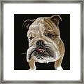 Dog Portrait - Farley The French Bulldog From Little Rock Framed Print