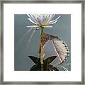 White And Purple Water Lily Framed Print