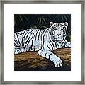 White Bengal Tiger Framed Print