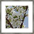 White Blossoms Framed Print