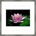 White Bordered Water Lily Framed Print