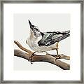 White-breasted Nuthatch Framed Print