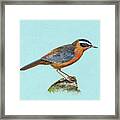 White-browed Robin-chat Framed Print