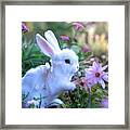 White Bunny Framed Print